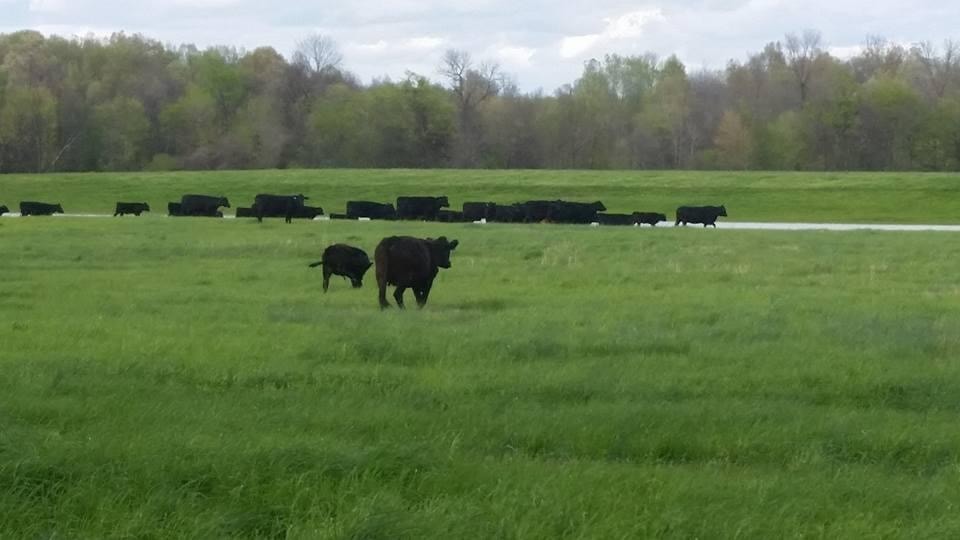 Our herd