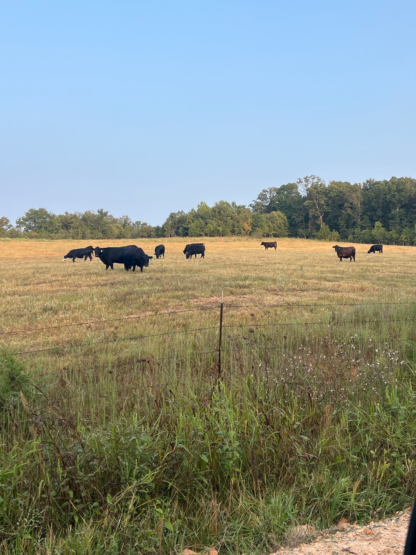 GRASS FED GRASS FINISHED Whole beef deposit